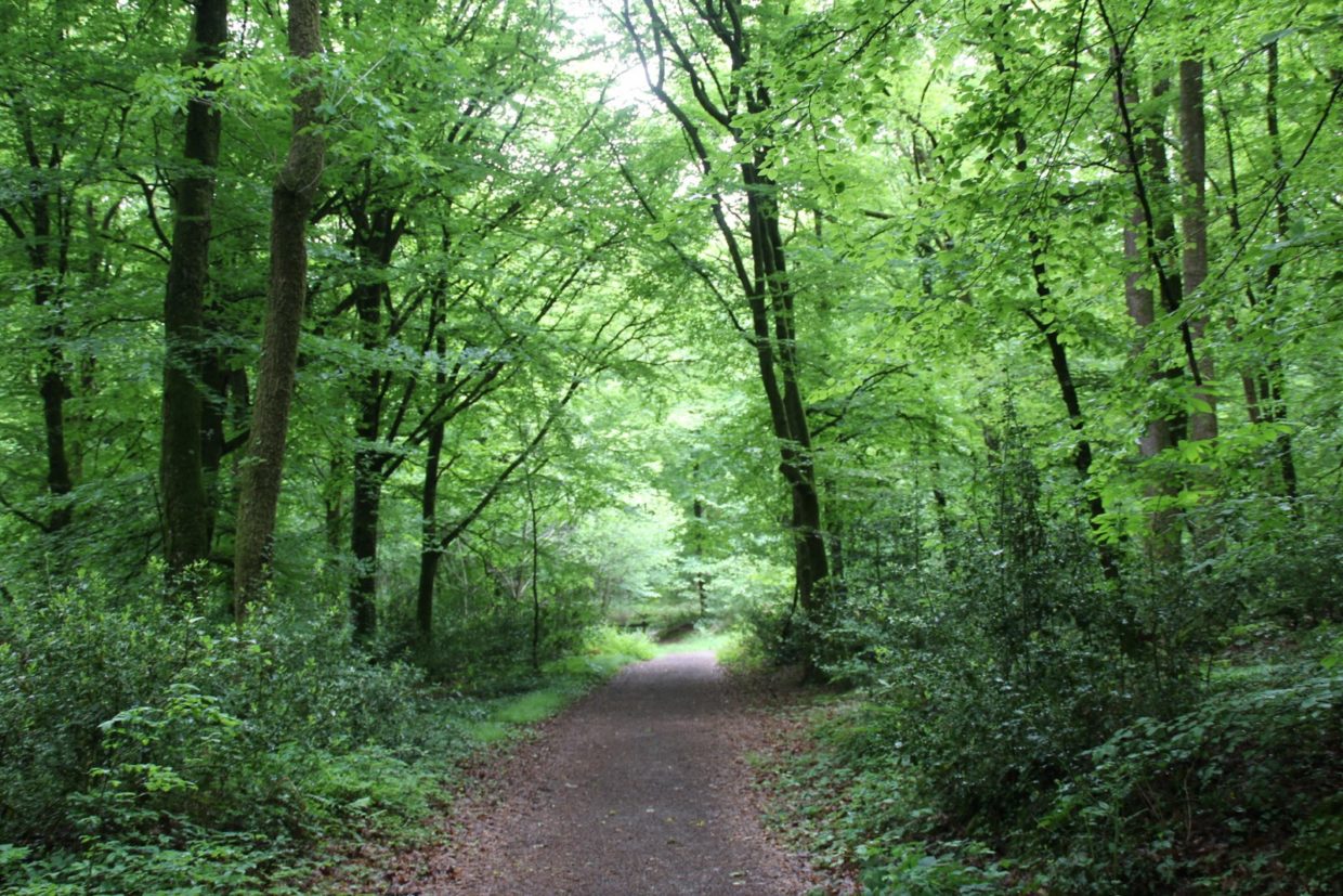 Forêt de Corbière (3)