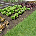 Image de Le Potager des 3 Pélerins
