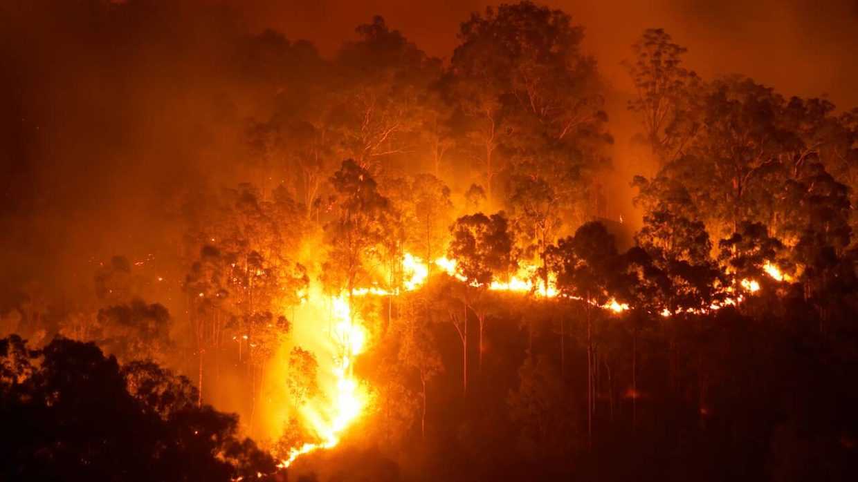 Feu forêt