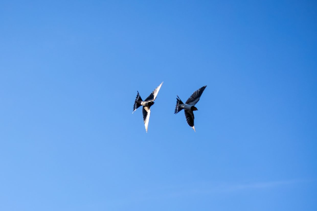 Two,Swallows,Flying,In,A,Clear,Blue,Sky,,Captured,Mid-flight
