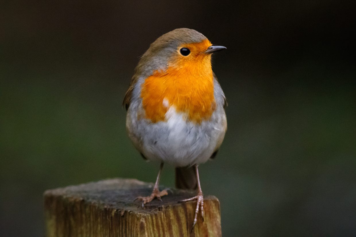 Closeup of a European robin sitting on a wood in a garden with a blurry background
